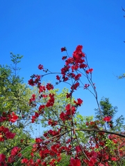 Rhododendron simsii