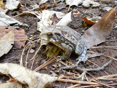 Incilius perplexus