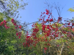 Rhododendron simsii