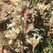 Ipomopsis spicata tridactyla - Photo (c) Matt Ogburn, algunos derechos reservados (CC BY-NC), subido por Matt Ogburn