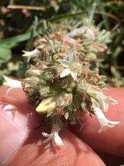 Ipomopsis spicata tridactyla