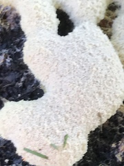 Fuligo septica candida