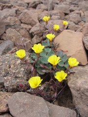 Oxalis bulbocastanum