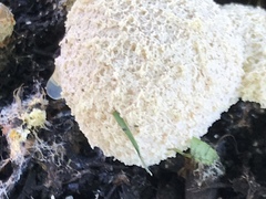 Fuligo septica candida