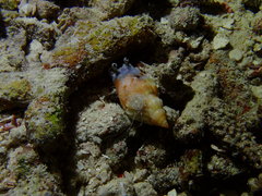 Tridentarius dentatus