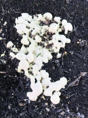 Fuligo septica candida