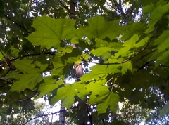 Acer platanoides