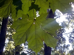 Acer platanoides