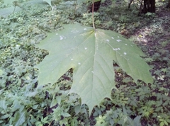 Acer platanoides