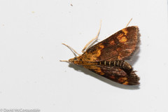 Pyrausta orphisalis