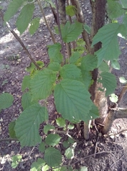 Corylus avellana