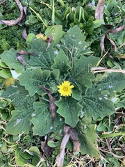 Cymbonotus lawsonianus