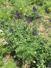Delphinium × occidentale