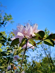 Rhododendron ovatum