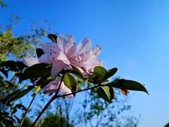 Rhododendron ovatum