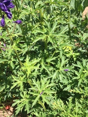Delphinium × occidentale
