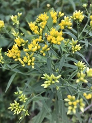 Euthamia graminifolia