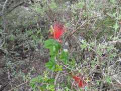 Calliandra hirsuta