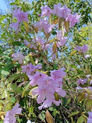 Rhododendron ovatum