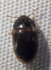 Enneboeus marmoratus