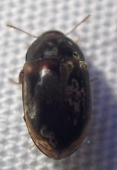 Enneboeus marmoratus