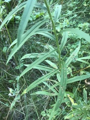 Euthamia graminifolia