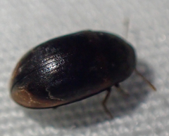 Enneboeus marmoratus