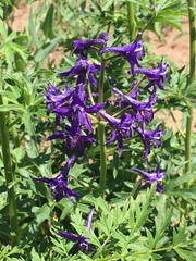 Delphinium × occidentale