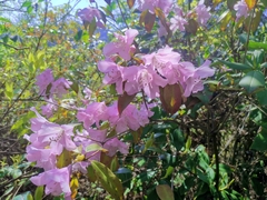 Rhododendron ovatum