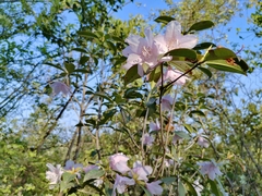 Rhododendron ovatum