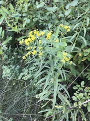Euthamia graminifolia