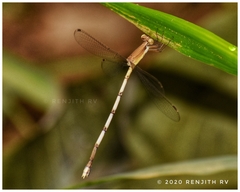 Lestes nodalis
