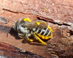 Megachiloides