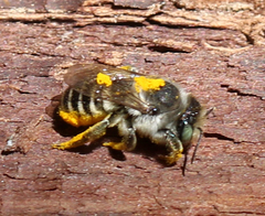 Megachiloides