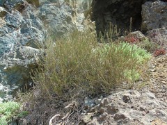 Ophryosporus triangularis