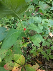 Triosteum aurantiacum