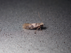 Infurcitinea