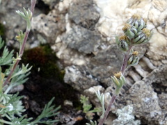 Artemisia umbelliformis