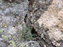 Artemisia umbelliformis