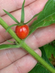 Triosteum aurantiacum