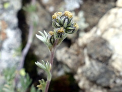 Artemisia umbelliformis