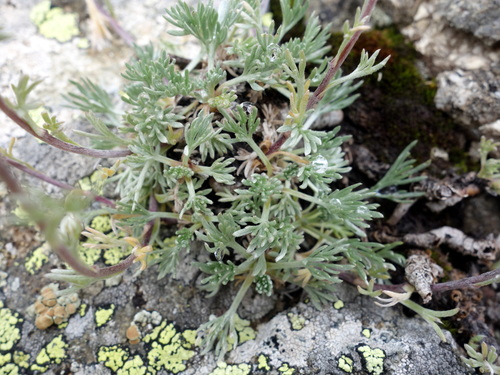 Image of Artemisia umbelliformis by (c) Wolfgang Jauch, some rights reserved (CC BY)
