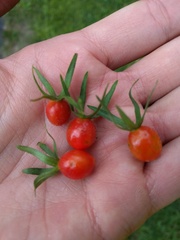 Triosteum aurantiacum