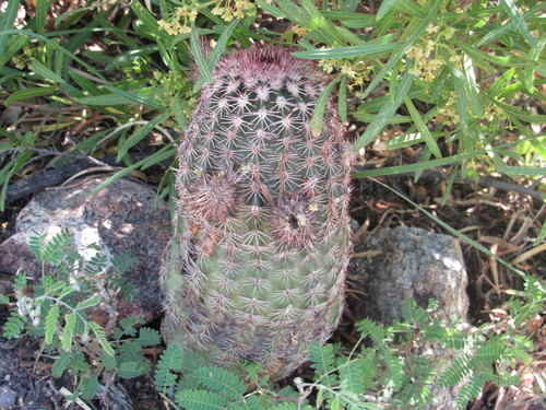 Echinocereus pseudopectinatus