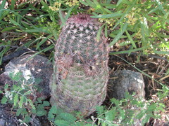 Echinocereus pseudopectinatus