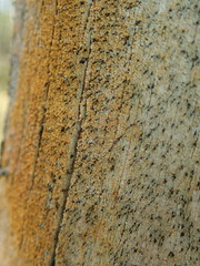 Chaenotheca ferruginea