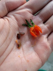 Triosteum aurantiacum