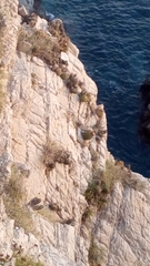 Melocactus curvispinus