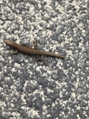 Podarcis muralis