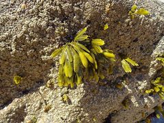 Fucus guiryi